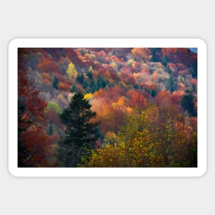 Autumn carpathian forest Sticker